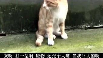 猫螳螂视频,揭秘神秘昆虫的捕食技巧与生存智慧