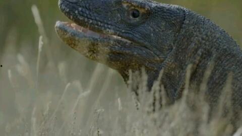 蜥蜴吓人视频大全,惊悚瞬间!蜥蜴吓人视频大盘点