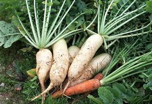 吹萝卜视频,揭秘传统美食的独特魅力