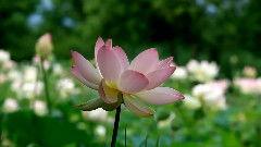 荷花荡视频,梦幻水乡的美丽画卷