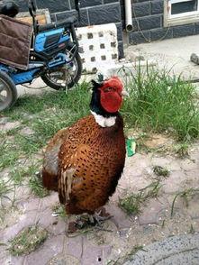 野鸡媒套野鸡视频,揭秘野鸡媒与野鸡视频背后的真相