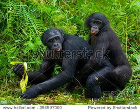 倭猩猩交配视频,自然界的爱情故事