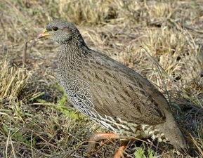 捕捉鹧鸪视频,高清视频揭秘自然捕食奇观