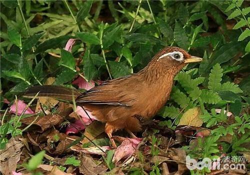 画眉鸟鸣叫视频,自然之声唤醒春日清晨