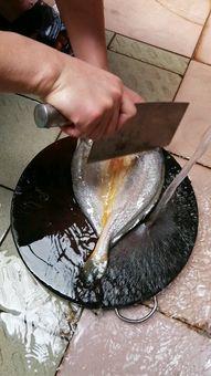 花鱼视频,探索视觉艺术的新境界