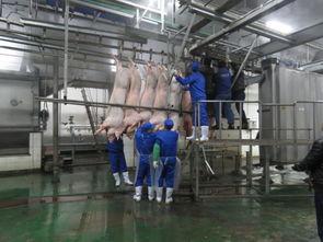 生猪屠宰流水线视频