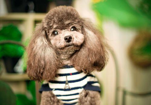 泰迪狗狗剪毛视频教程,轻松掌握专业剪毛技巧