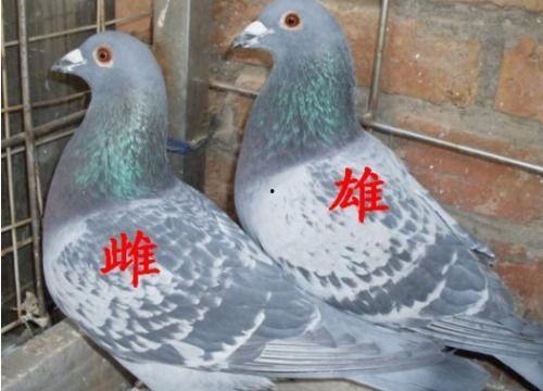 辨别鸽子公母视频教程,轻松辨别鸽子公母技巧解析